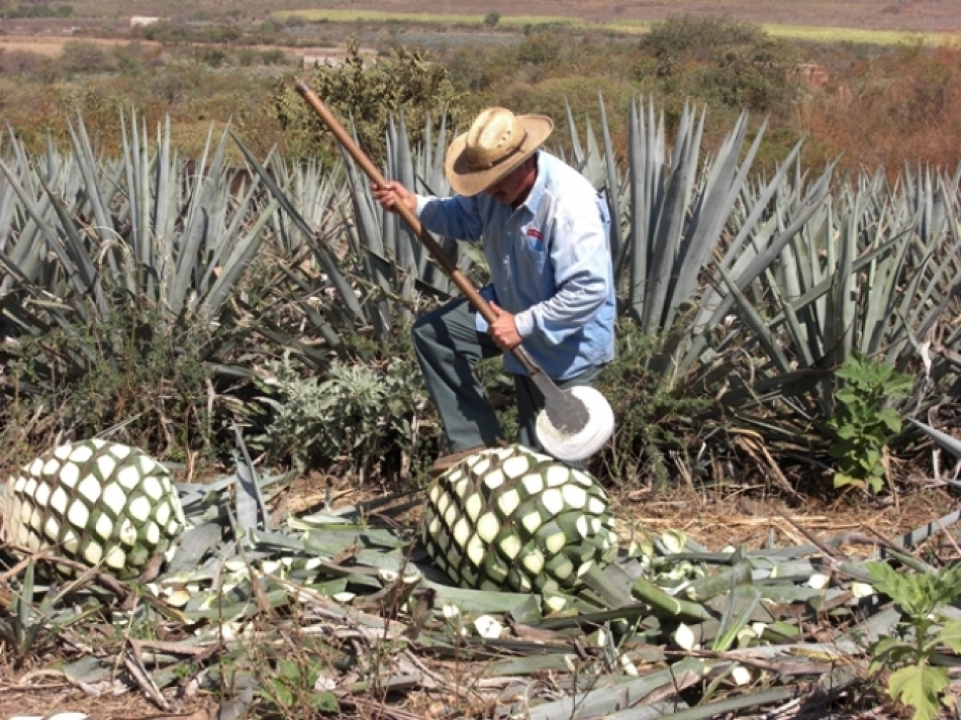メキシコにあるアガベ農園。ここで採れるものとは！？　(C)TOMAY JAPAN
