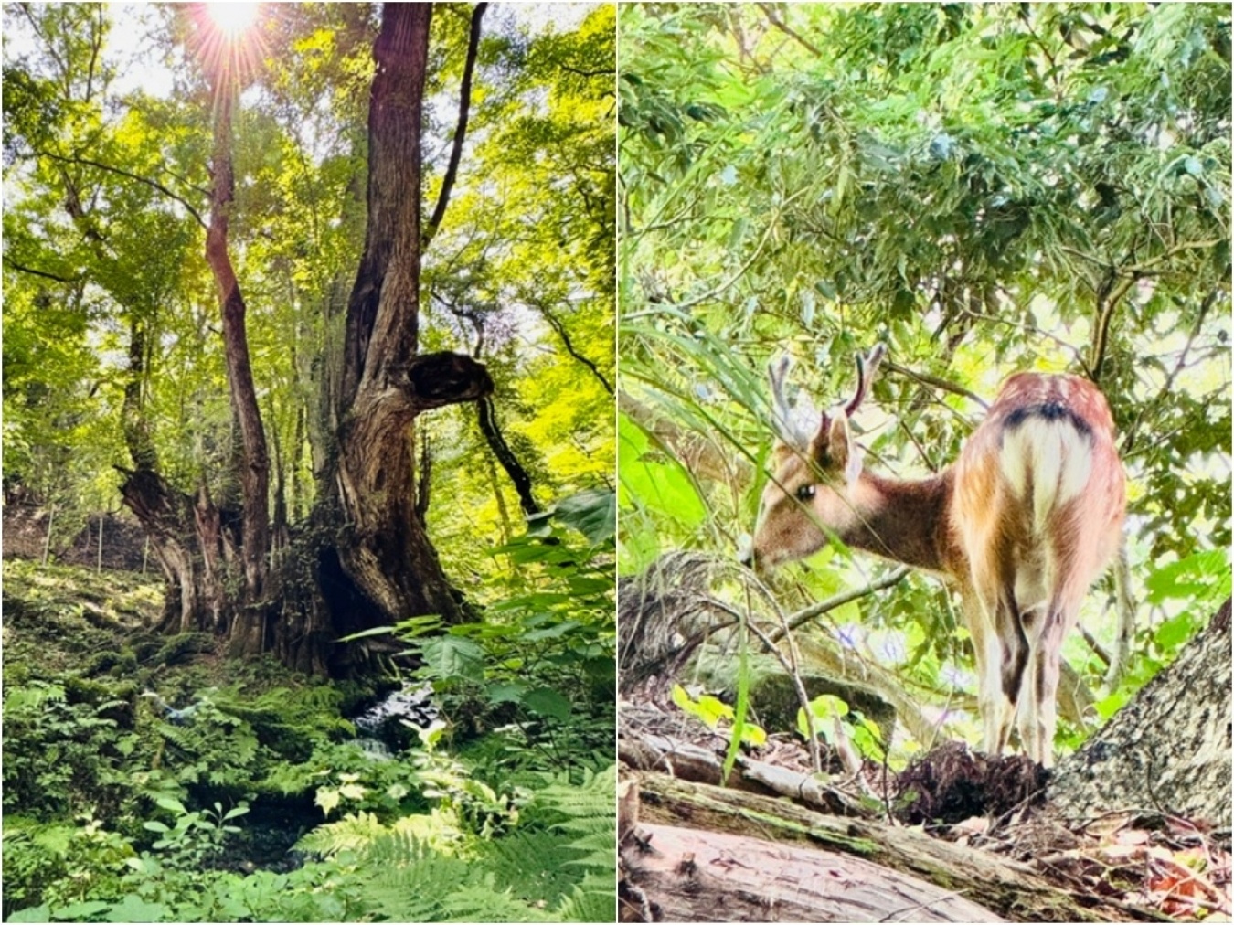 仲市さんが考える、SPEYBURNが似合う風景がこちら。苔むした森のなか、シカや動物たちが姿を現す……そんなのどかな山歩きのワンシーン。
