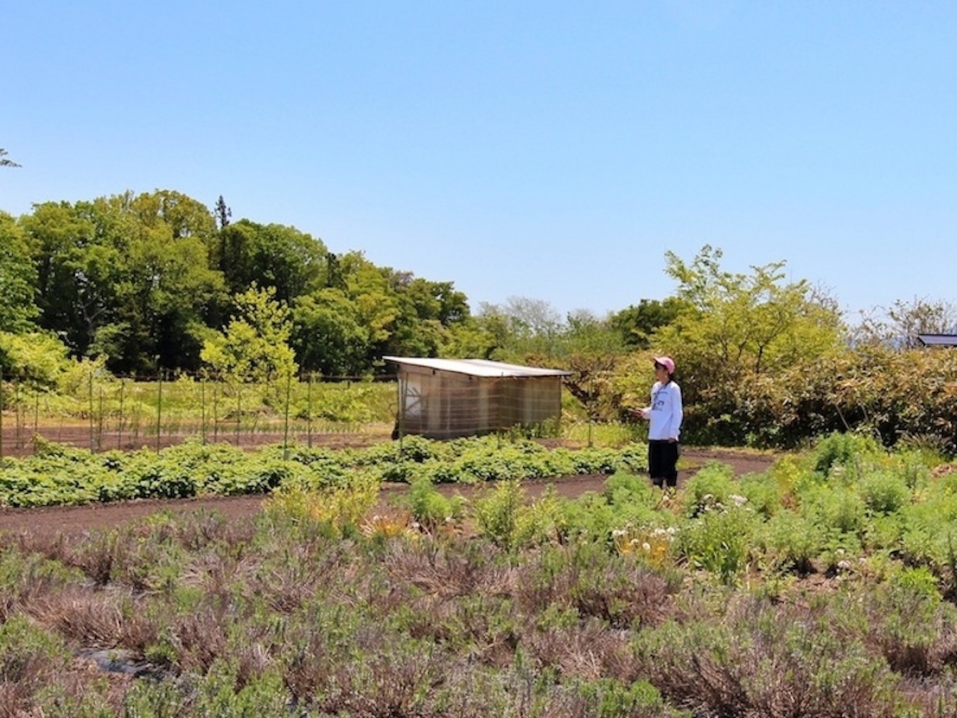 原料となる30種類以上のハーブを自社で栽培する金ケ崎薬草酒造。自社産ハーブと日本の素材をブレンドしてリキュールを製造しています。