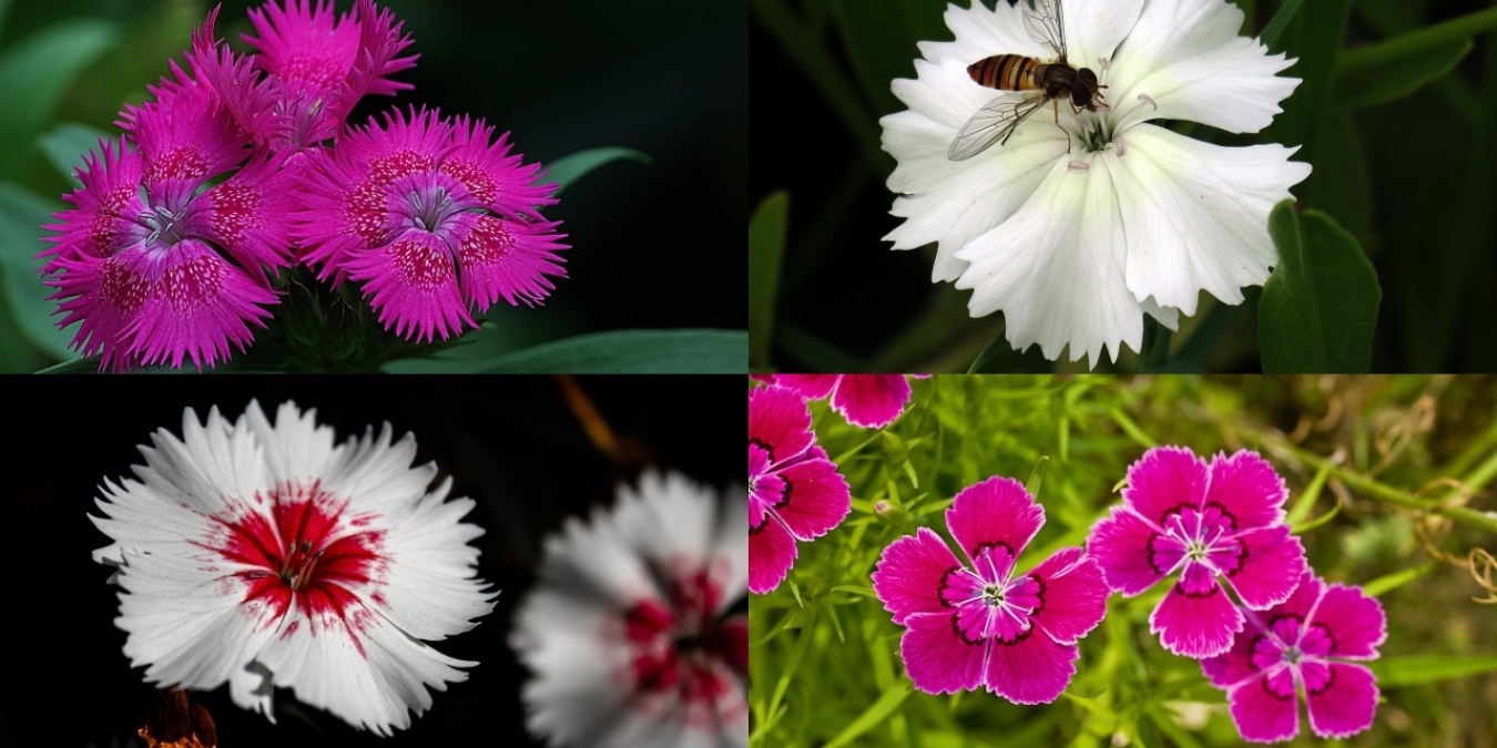 ピンクの語源説の1つ - ナデシコの花弁にあるピンキングはさみ(pinking shears)でカットしたようなギザギザ