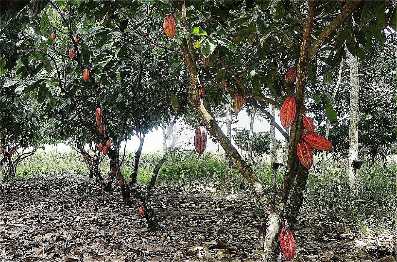 カカワトルが生まれたカカオ農園。