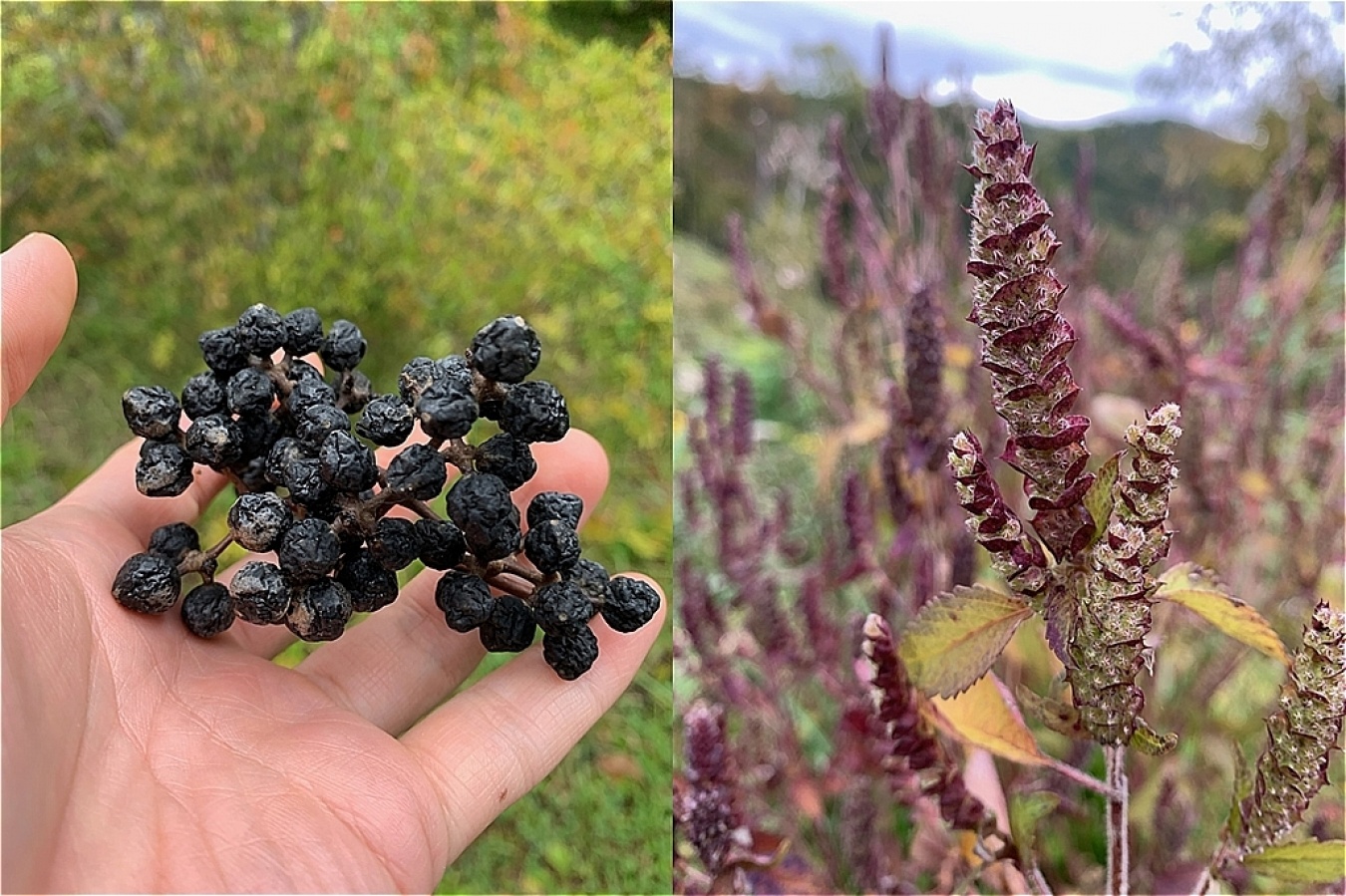 左がエゾミカン、右がナギナタコウジュ。