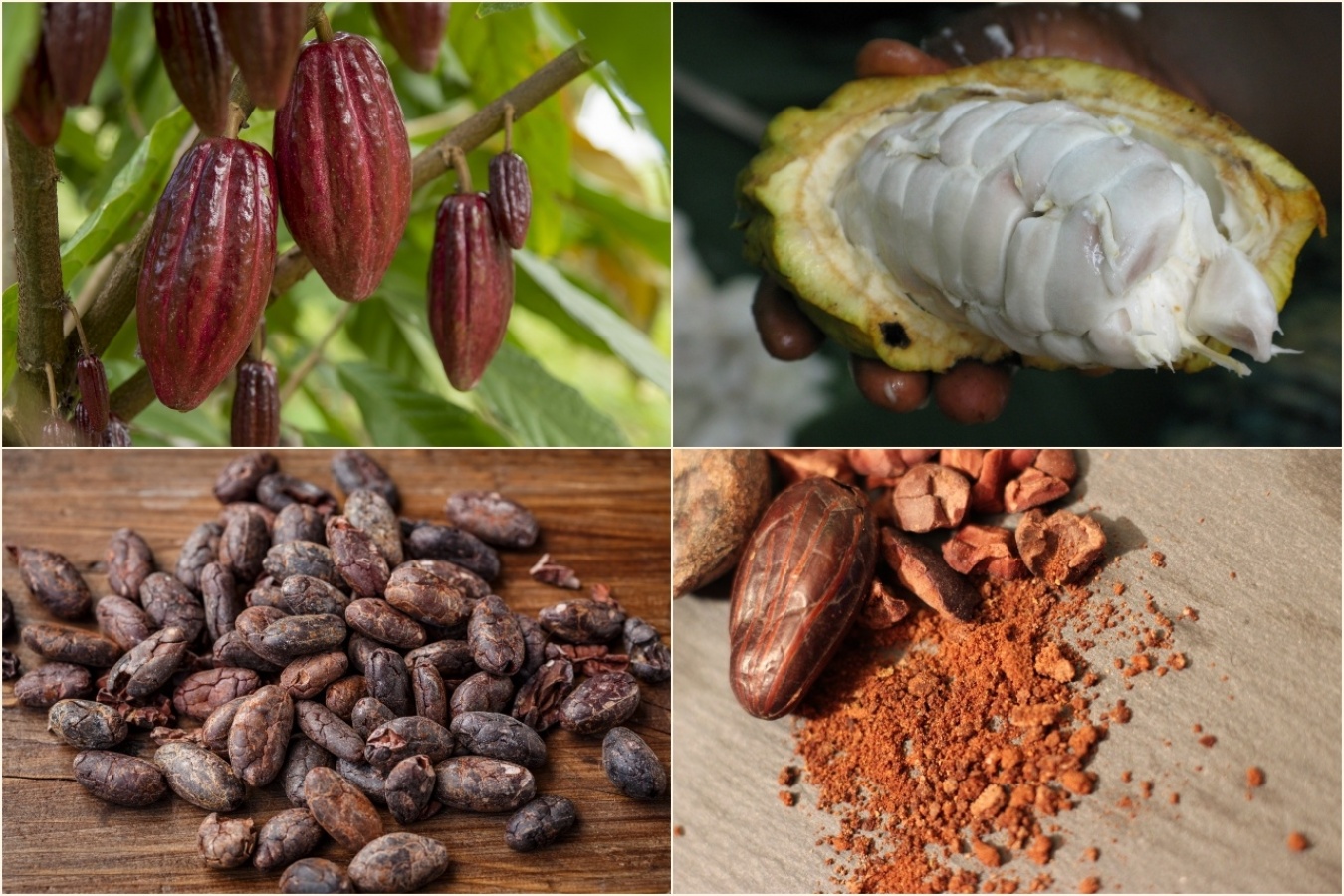 左上:「カカオポッド」とよばれるカカオの実 右上:カカオポッドを割ると、中には白い果肉で覆われた種子があり、その種子が「カカオ豆」