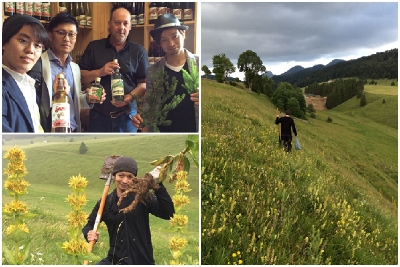 自生するゲンチアナやモミの新芽をゲットする鹿山さん。