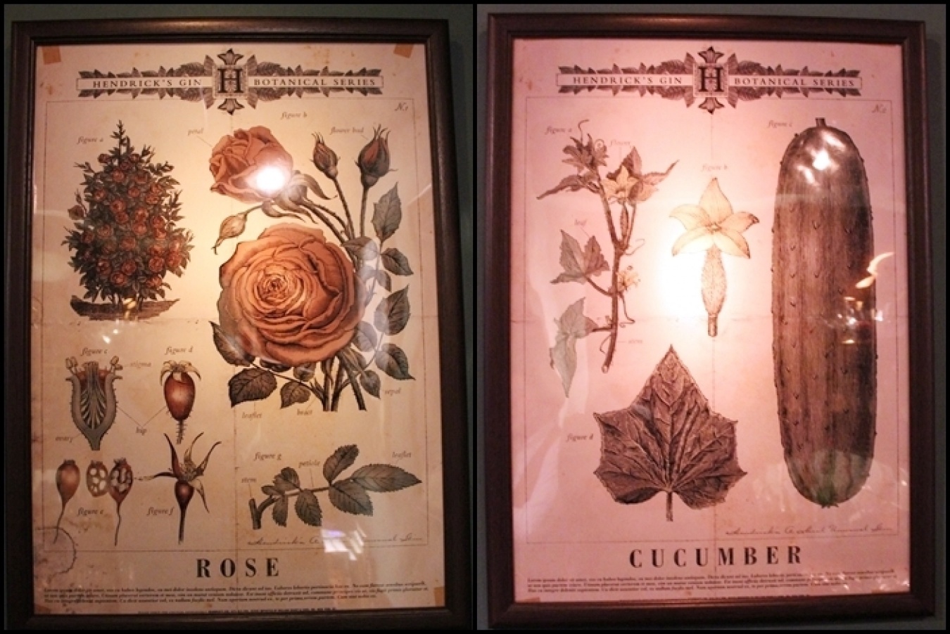 「ヘンドリックスジン」といえば、薔薇とキュウリ！