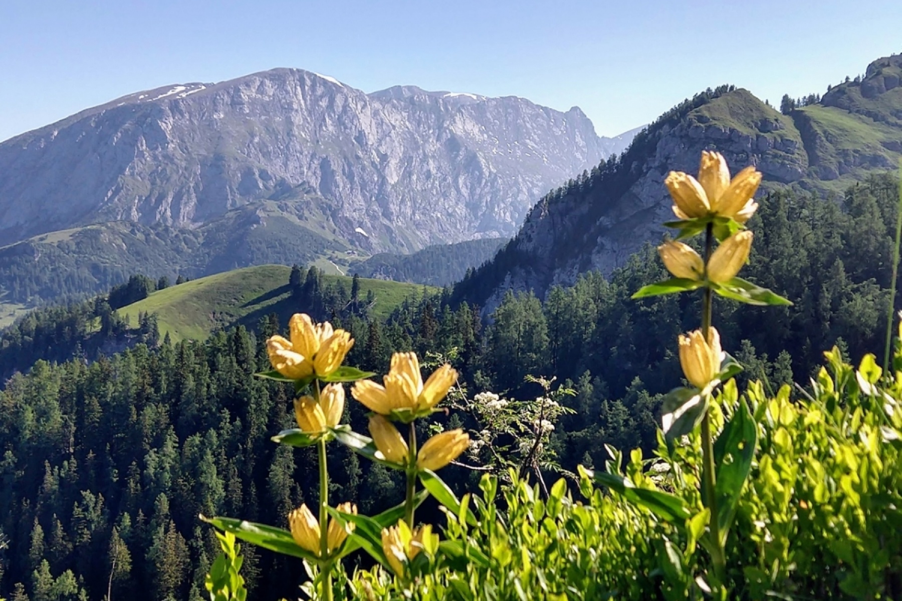 至高の「エンツィアン」を求めて
ドイツ・アルプスの山奥「グラッスル蒸留所」へ。
