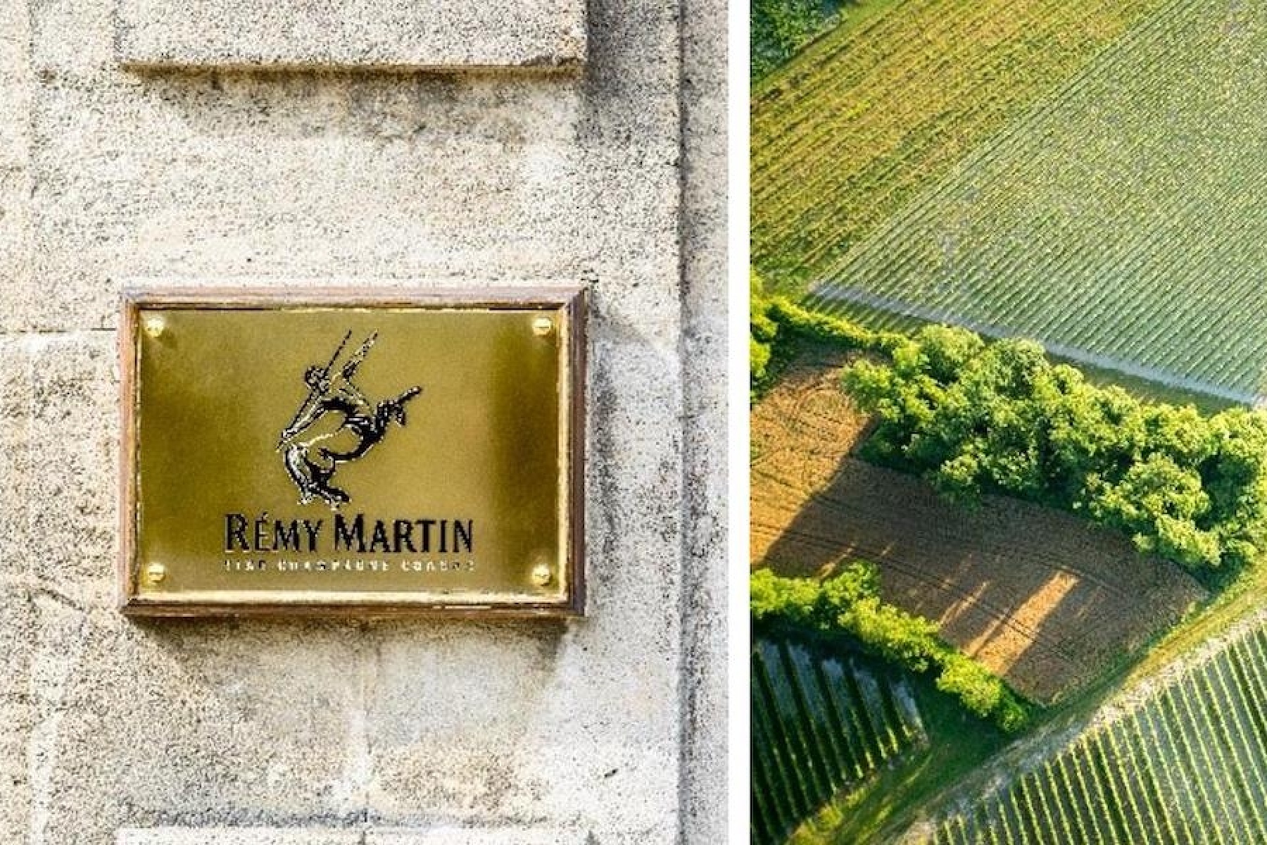 ミシュランガイドによる持続可能な食の取り組みを、
レミーマルタンがサポート。