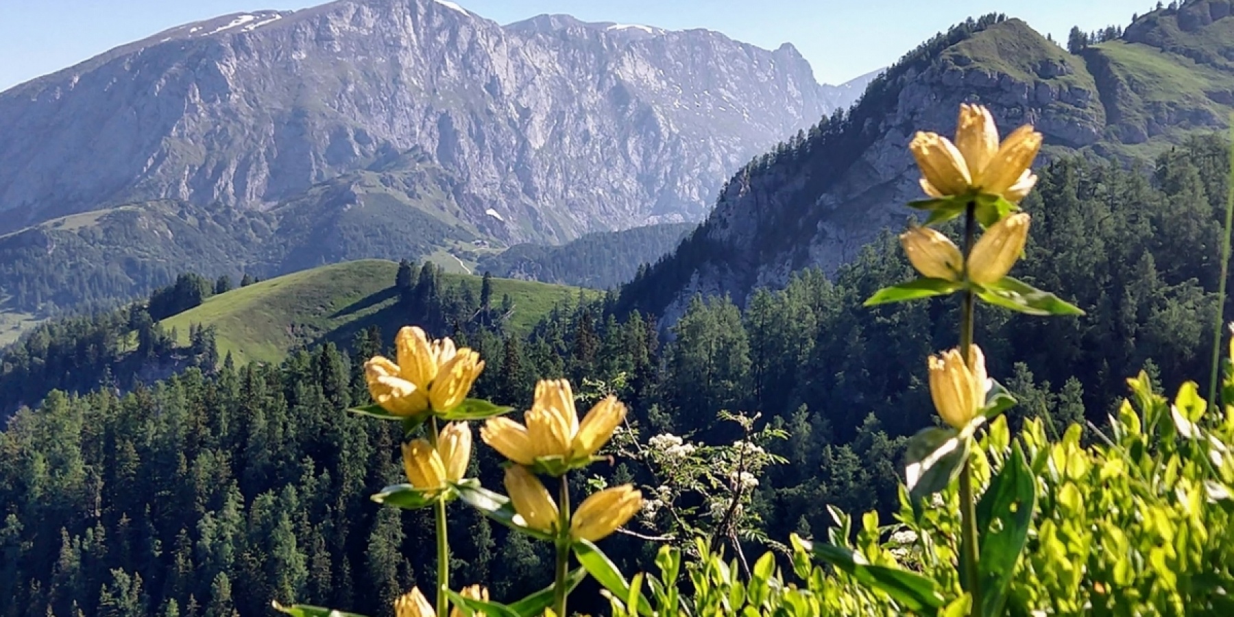 至高の「エンツィアン」を求めて
ドイツ・アルプスの山奥「グラッスル蒸留所」へ。
