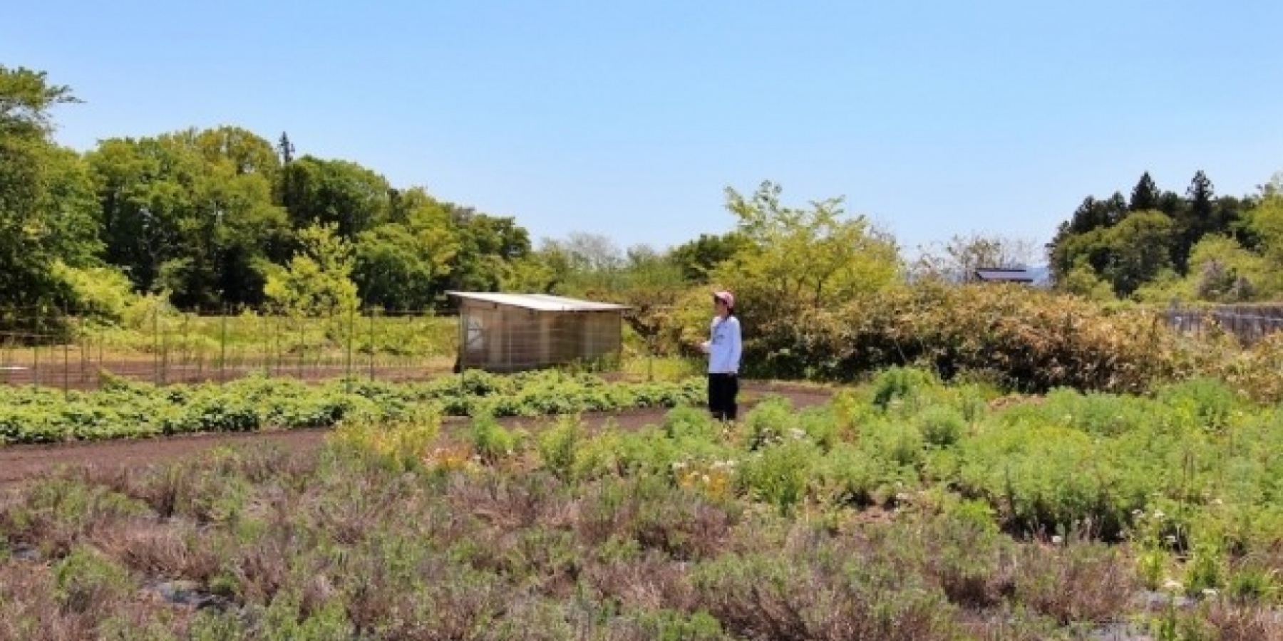 金ケ崎薬草酒造