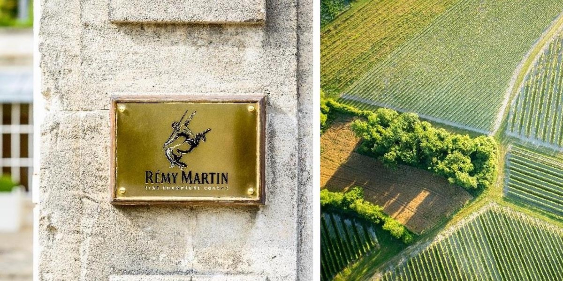 ミシュランガイドによる持続可能な食の取り組みを、
レミーマルタンがサポート。