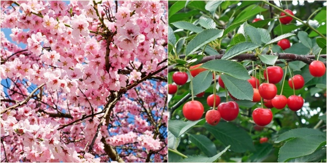 春爛漫 4月のカクテルは 桜 News News News Drink Planet