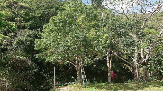 こちらが沖縄に自生するカラキの木。