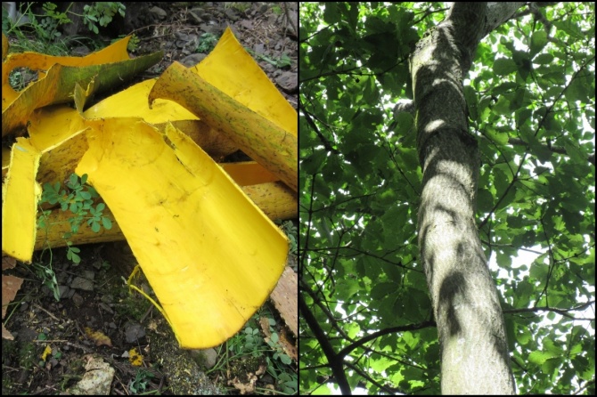鮮やかな黄色が特徴のキハダ樹皮（左）