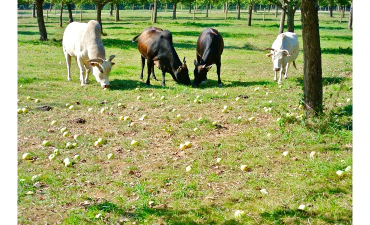 牧場に生えたりんごの収穫。りんごをめぐって牛たちと激しい争いが繰り広げられます