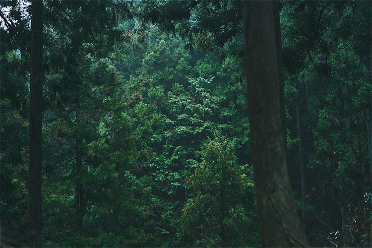 日本最古の森を飲む！！ 「奈良の森シロップ・サイダー」 ｜News!News